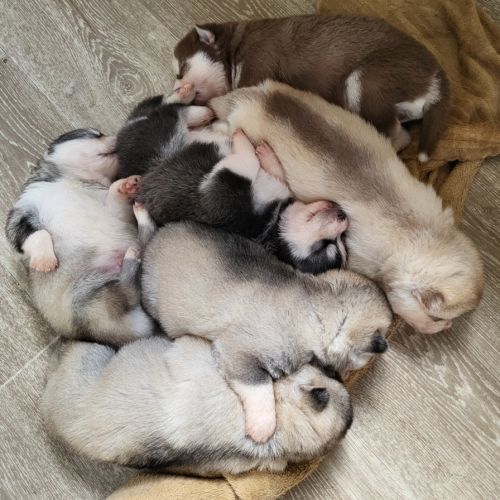 Chiots pomsky f3 + #2