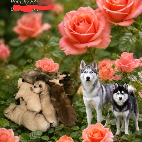 Chiots pomsky f3 +