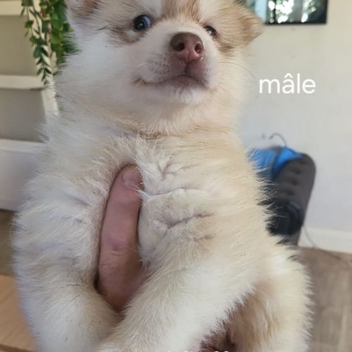 Chiots pomsky f3 + #1