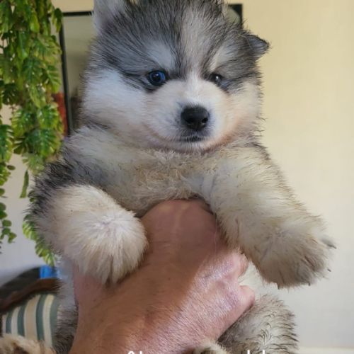 Chiots pomsky f3 +