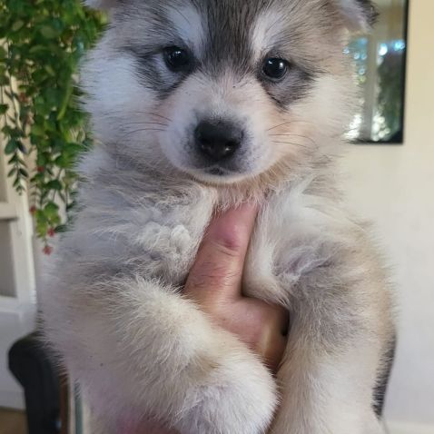 Chiots pomsky f3 + #4