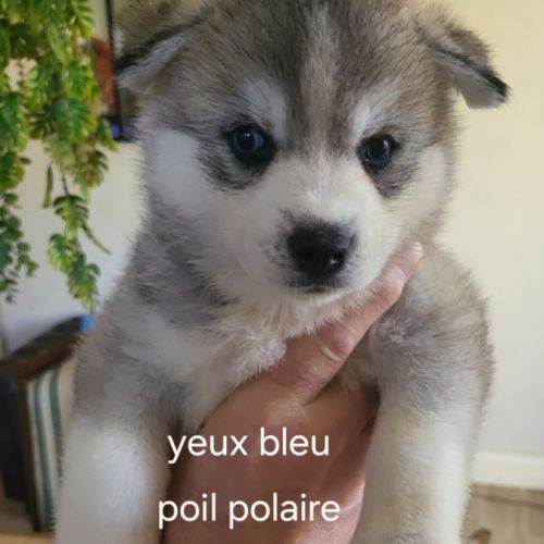 Chiots pomsky f3 + #5