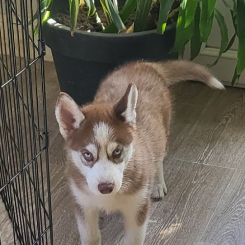 Chiots pomsky f3 +