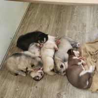 Chiots pomsky f3 + #1