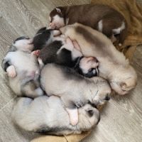 Chiots pomsky f3 + #2