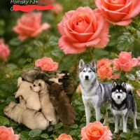 Chiots pomsky f3 + #0
