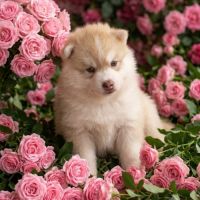 Chiots pomsky f3 +