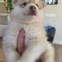 Chiots pomsky f3 + #1