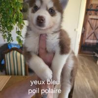 Chiots pomsky f3 + #2