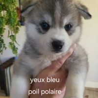 Chiots pomsky f3 + #5