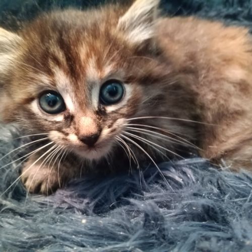 Sonia-chatonne de 9 semaines à adopter #1