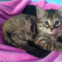 Sonia-chatonne de 9 semaines à adopter #2