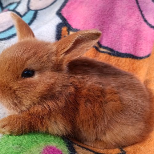 Lapineaux  de 7 semaines à adopter #7