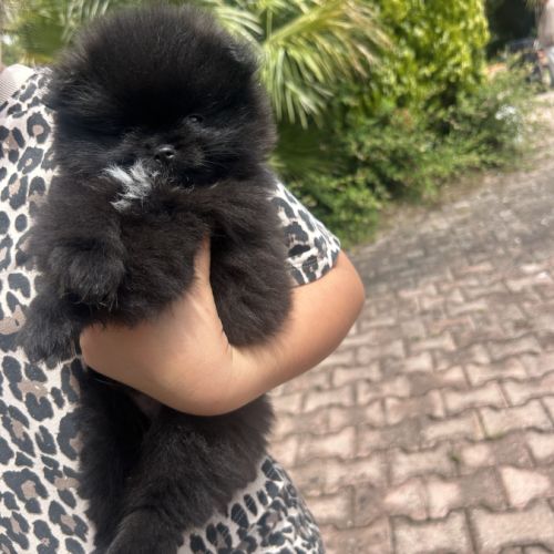 Véritable spitz nounours #1