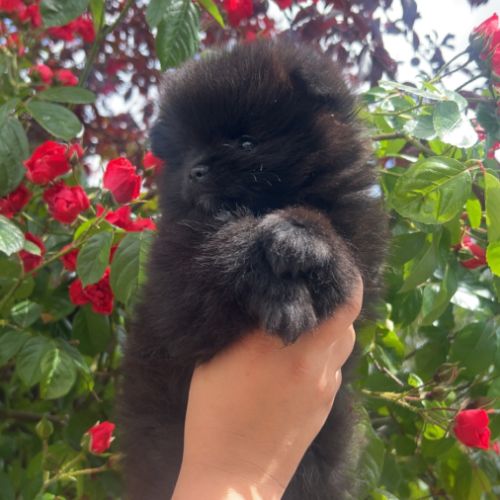 Véritable spitz nounours