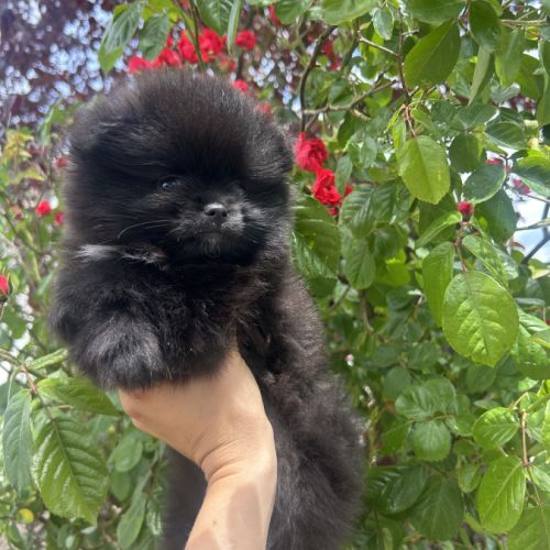 Véritable spitz nounours #3