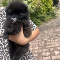 Véritable spitz nounours #1
