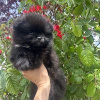 Véritable spitz nounours #3