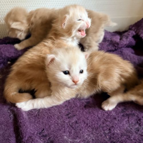 Chatons maine coon
