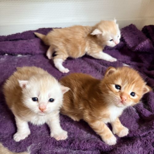 Chatons maine coon #4