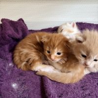 Chatons maine coon #1