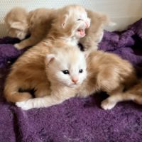 Chatons maine coon