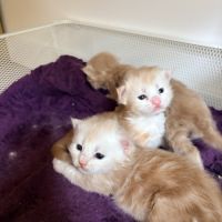 Chatons maine coon #3