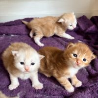 Chatons maine coon #4
