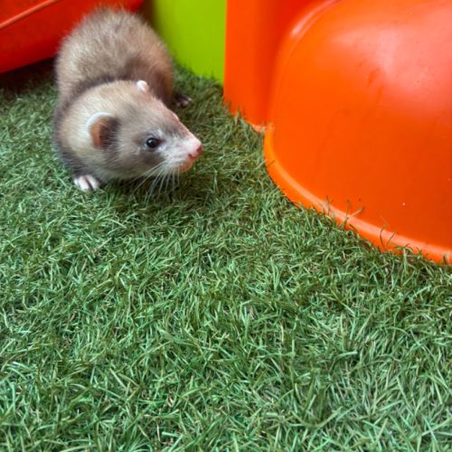Furet pret #1