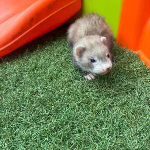 Furet pret #3