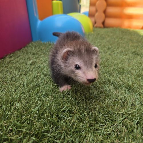 Furet pret #4