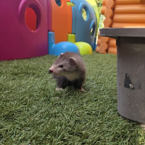 Furet pret