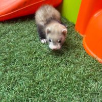 Furet pret #2