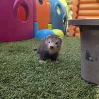 Furet pret #5