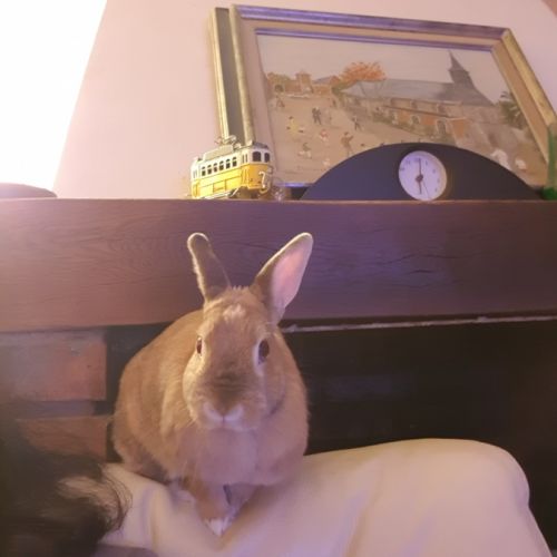 Vends lapin cause déménagement #1