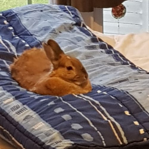 Vends lapin cause déménagement