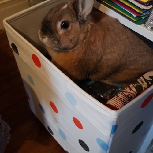 Vends lapin cause déménagement #3