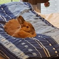Vends lapin cause déménagement #0