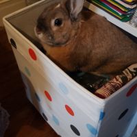 Vends lapin cause déménagement #3