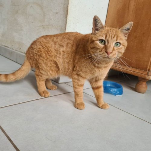 Rhapsodie femelle rousse 6 ans #1