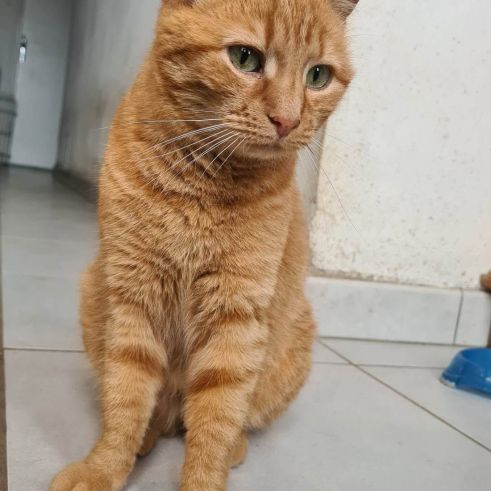 Rhapsodie femelle rousse 6 ans #2