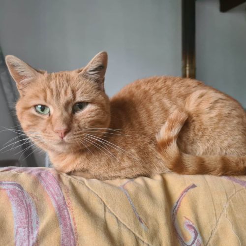 Rhapsodie femelle rousse 6 ans #3