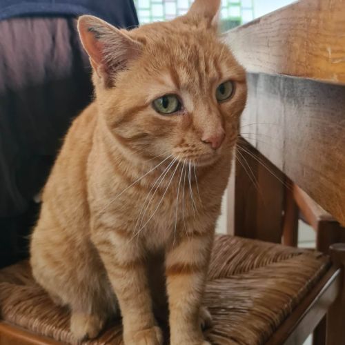 Rhapsodie femelle rousse 6 ans