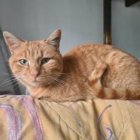 Rhapsodie femelle rousse 6 ans #3