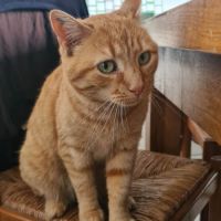 Rhapsodie femelle rousse 6 ans