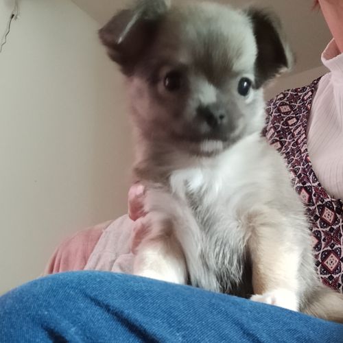 Chiot chihuahua femelle #1