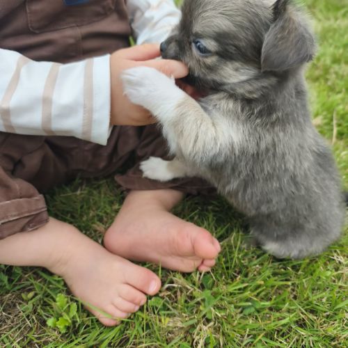 Chiot chihuahua femelle