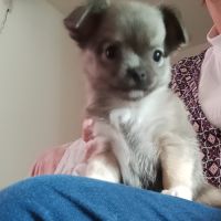Chiot chihuahua femelle #1