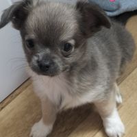 Chiot chihuahua femelle #2