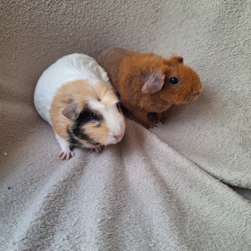 Duo très jeunes femelles